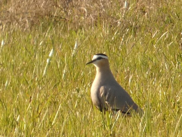 Stepski vivak Slobodan Markovic DZPPS