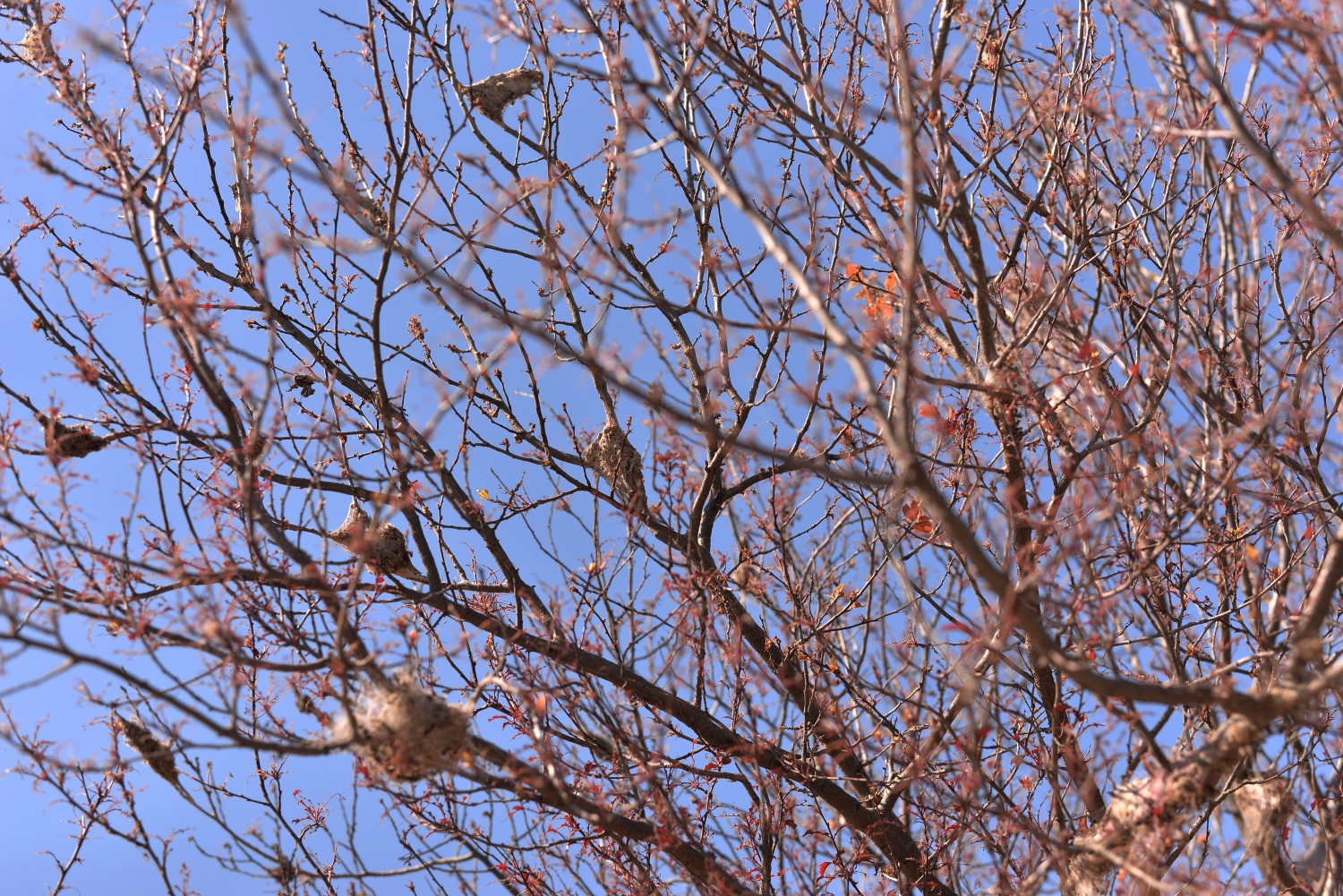 gusenice Bulevar Nikole tesle foto vanja keser