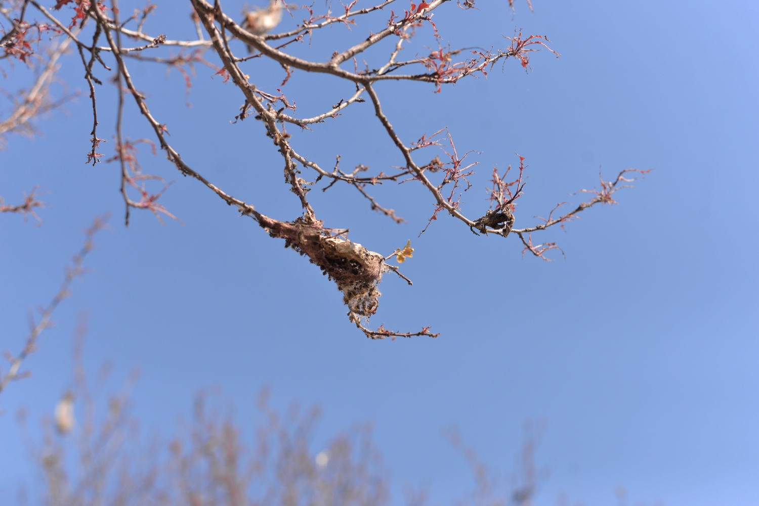gusenice Bulevar Nikole tesle foto vanja keser