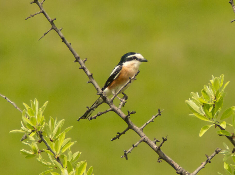 Dugorepi svracak Lanius nubicus Foto N Stanojevic