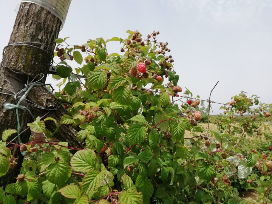 IMG 20210622 120129 scaled