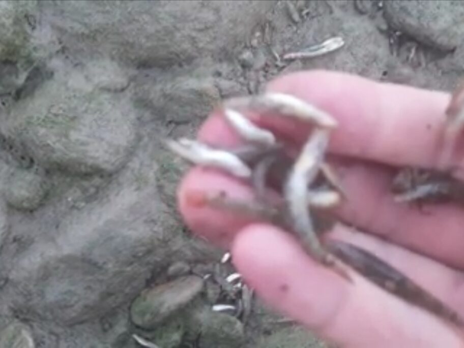 Za ribočuvare uginuće riba u Vlasini sporadično, građani tvrde da je spuštanje brane uzrok pomora 19 Screenshot 20210630 124308