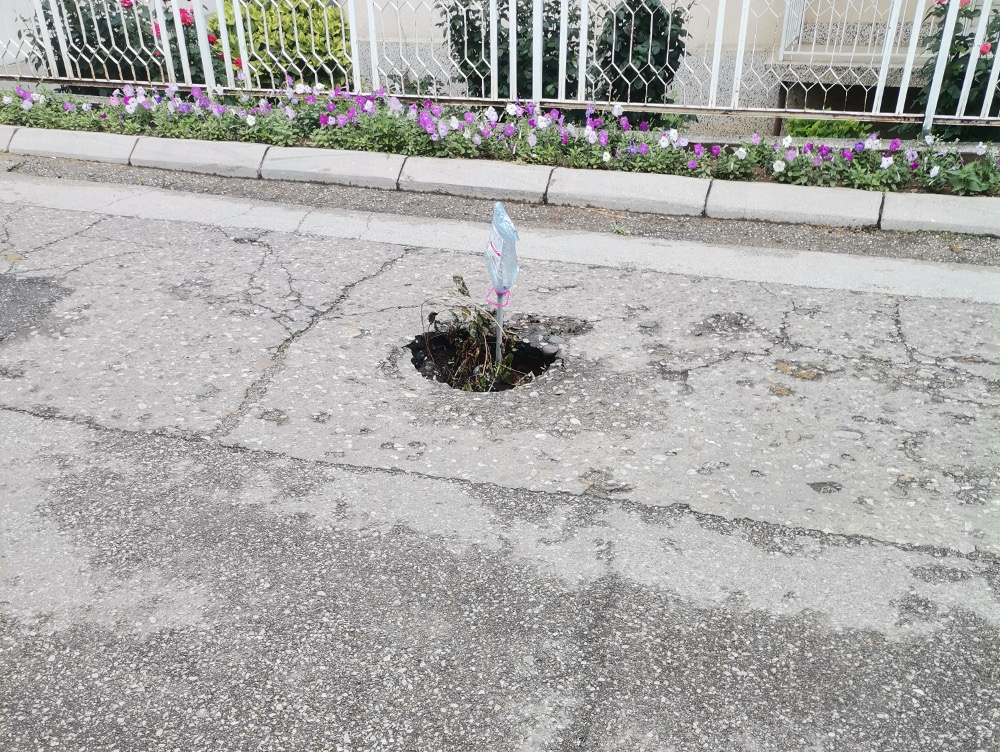 malojastrebacka2 foto citalac