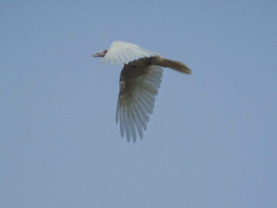 albino foto S Z scaled