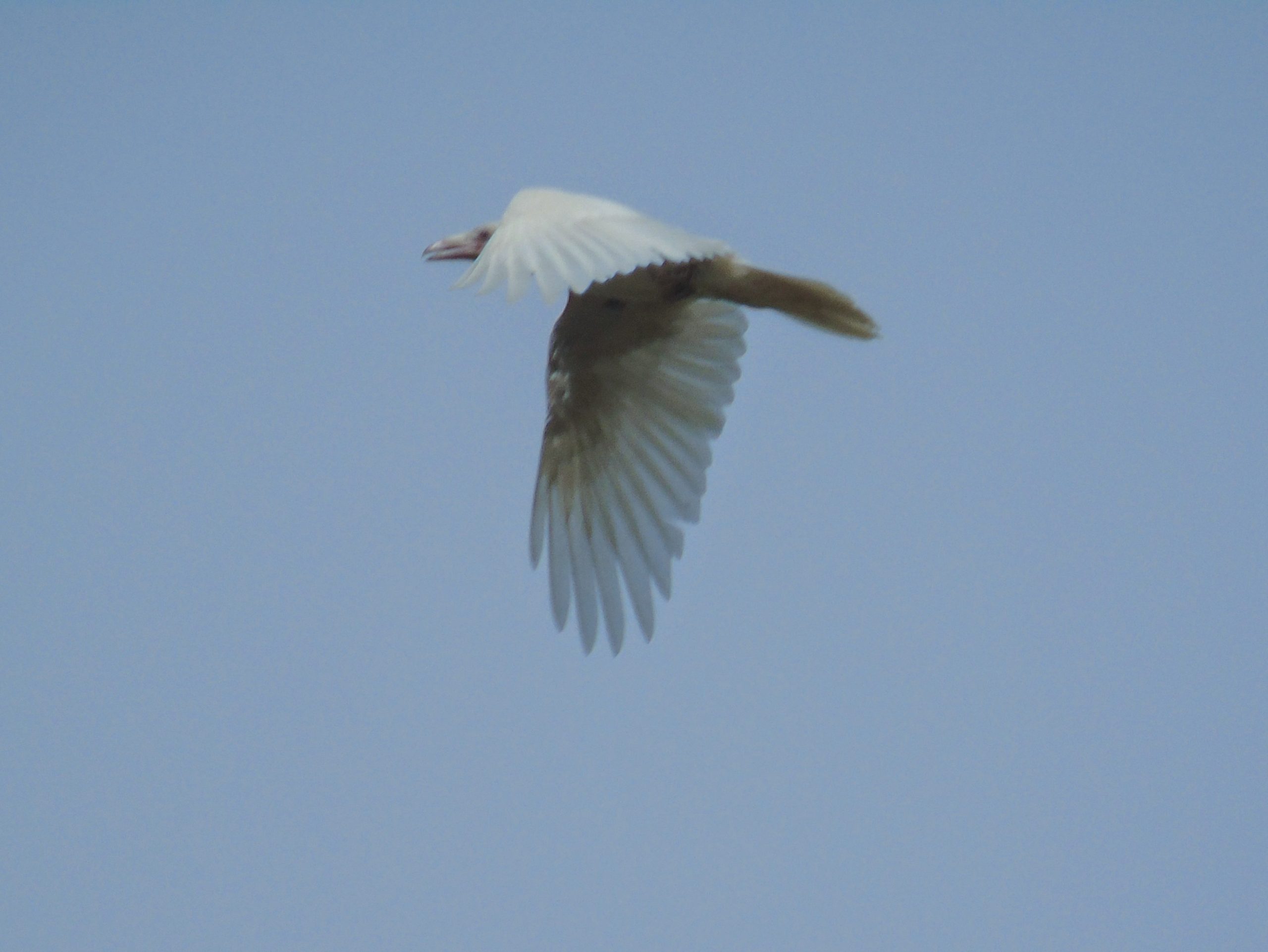 albino foto S Z scaled