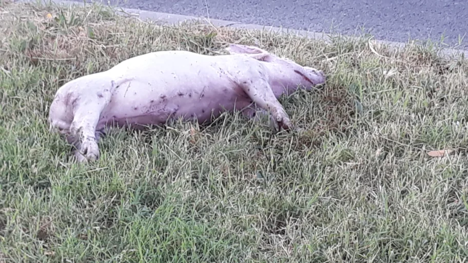 20210708 062343 scaled