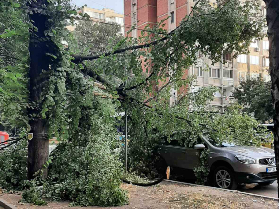 Palo drvo na automobil u pokretu na niškom Bulevaru Nemanjića, nema povređenih 8 drvo auto foto citalac