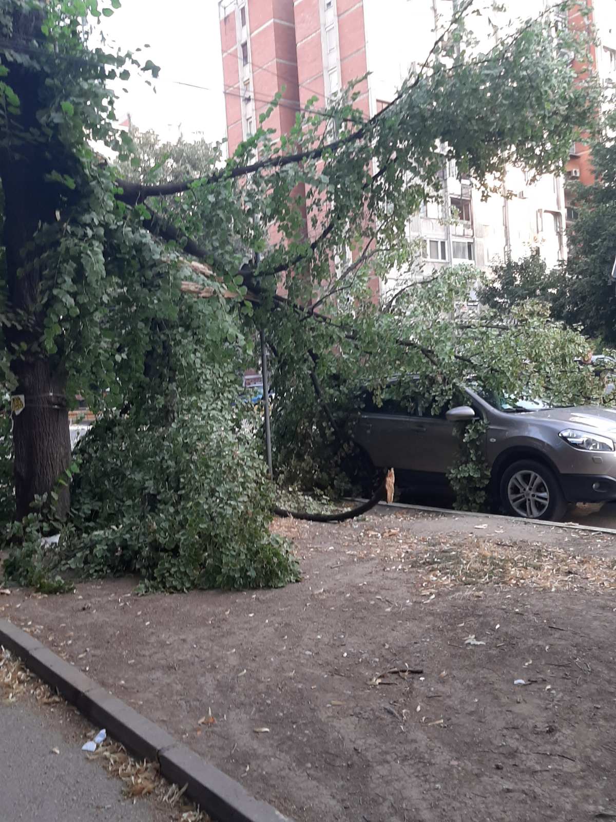 drvo-auto2-foto-citalac