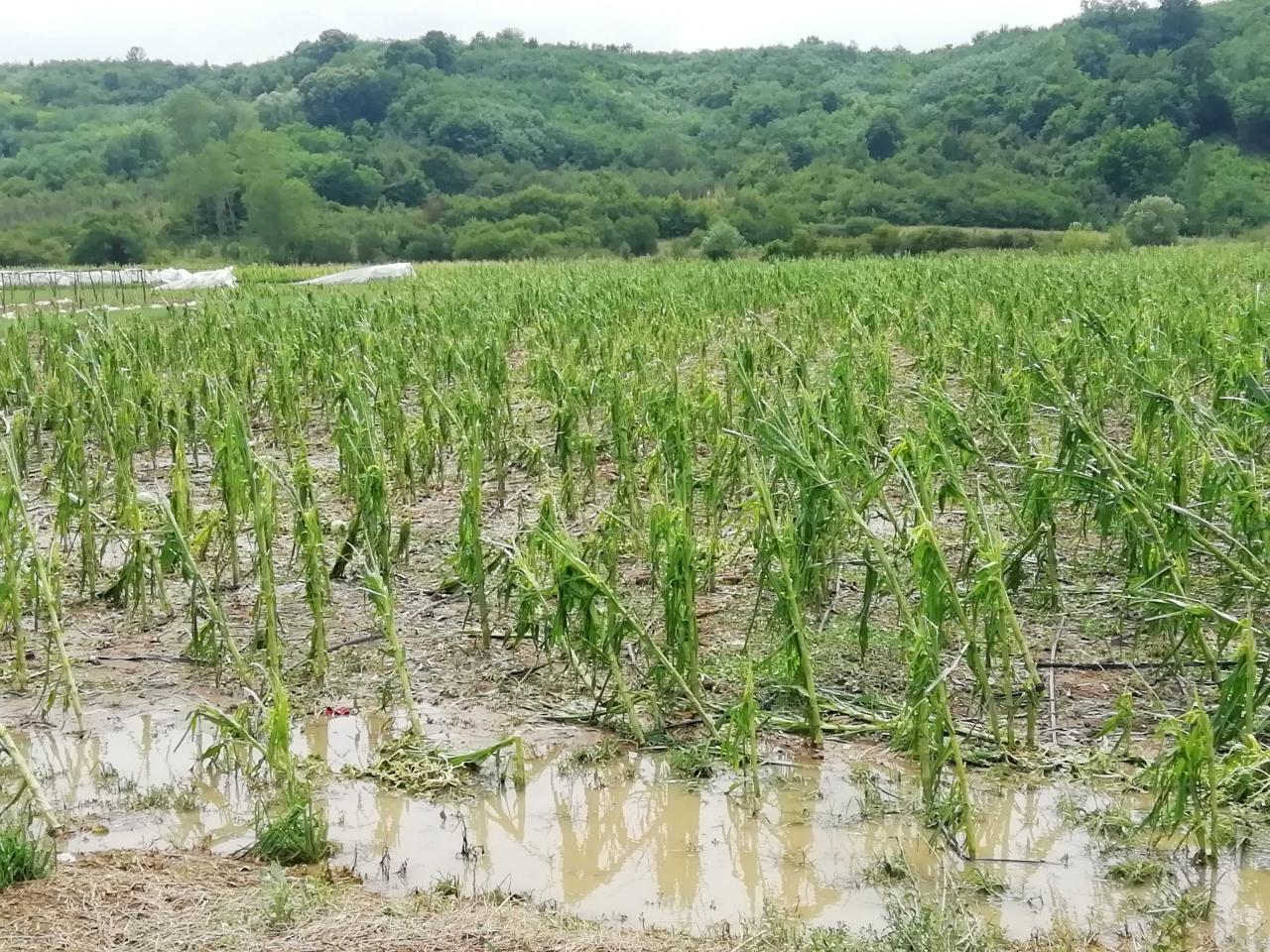 1280x0 lebane2 fotoMM