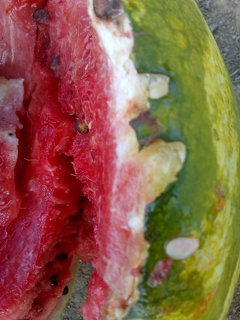 uništena lubenica u Orljanu