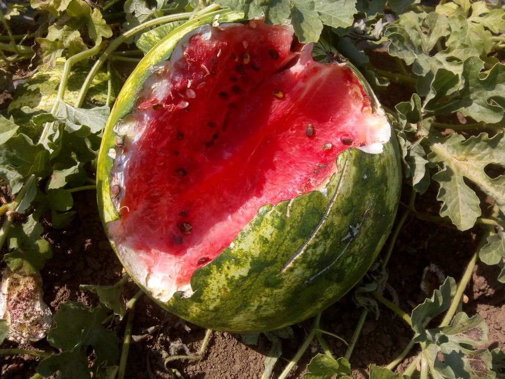 uništena lubenica u Orljanu