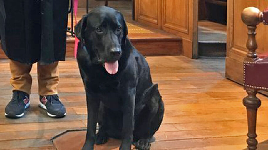 119001885 976 court dog close crop