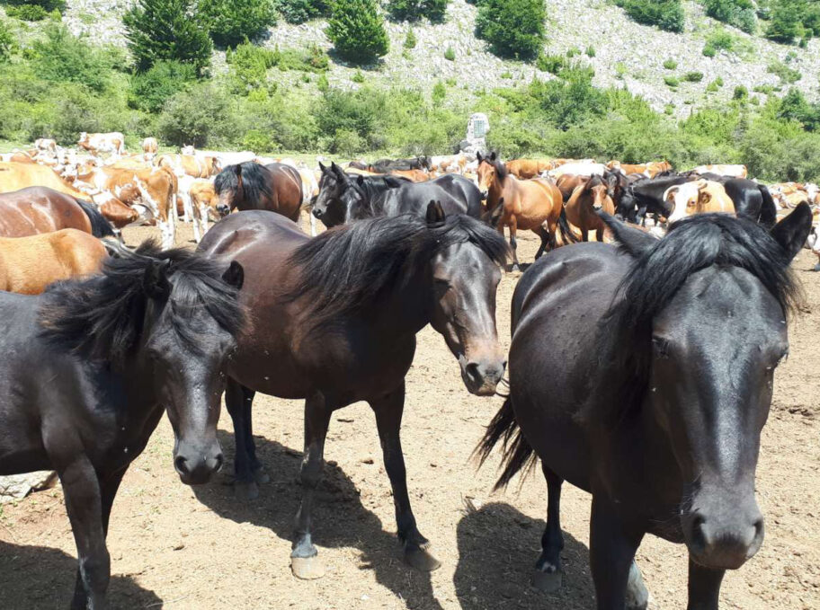 Presušio izvor na Suvoj planini za napajanje stoke, Vojska poslala cisterne 19 konj foto S A