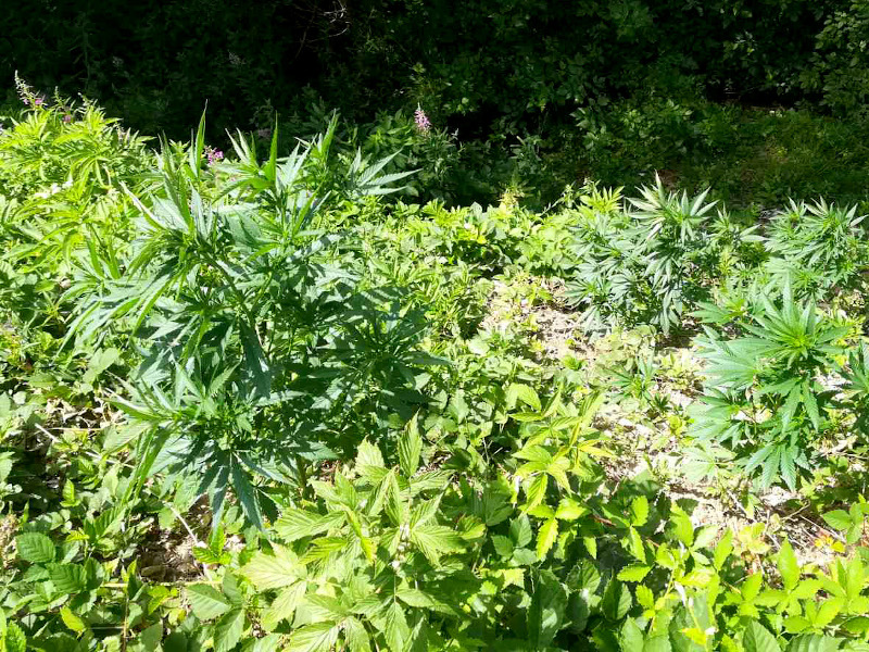 Četvorica Beograđana uhapšeni zbog uzgajanja marihuane kod Vranja 9 Marihuana PU Vranje