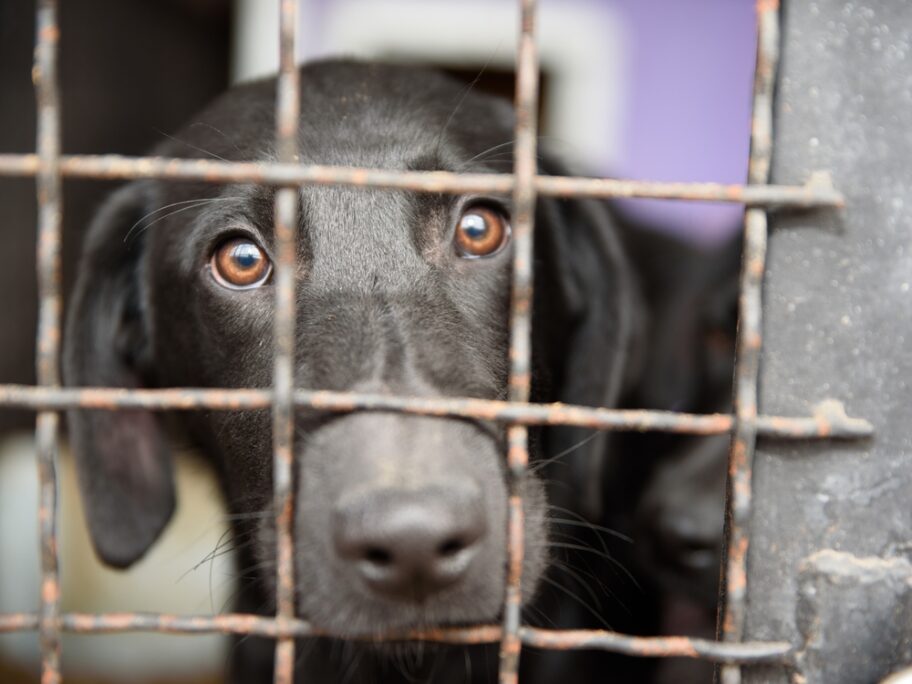 azil autor zlatko necevski 2