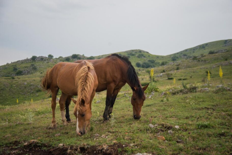 Žedno i iznemoglo preko 1.000 krava, konja i ovaca na Suvoj planini, iz Opštine najavili rešenje do četvrtka 18 1280x0 Konji Suva planina Keser