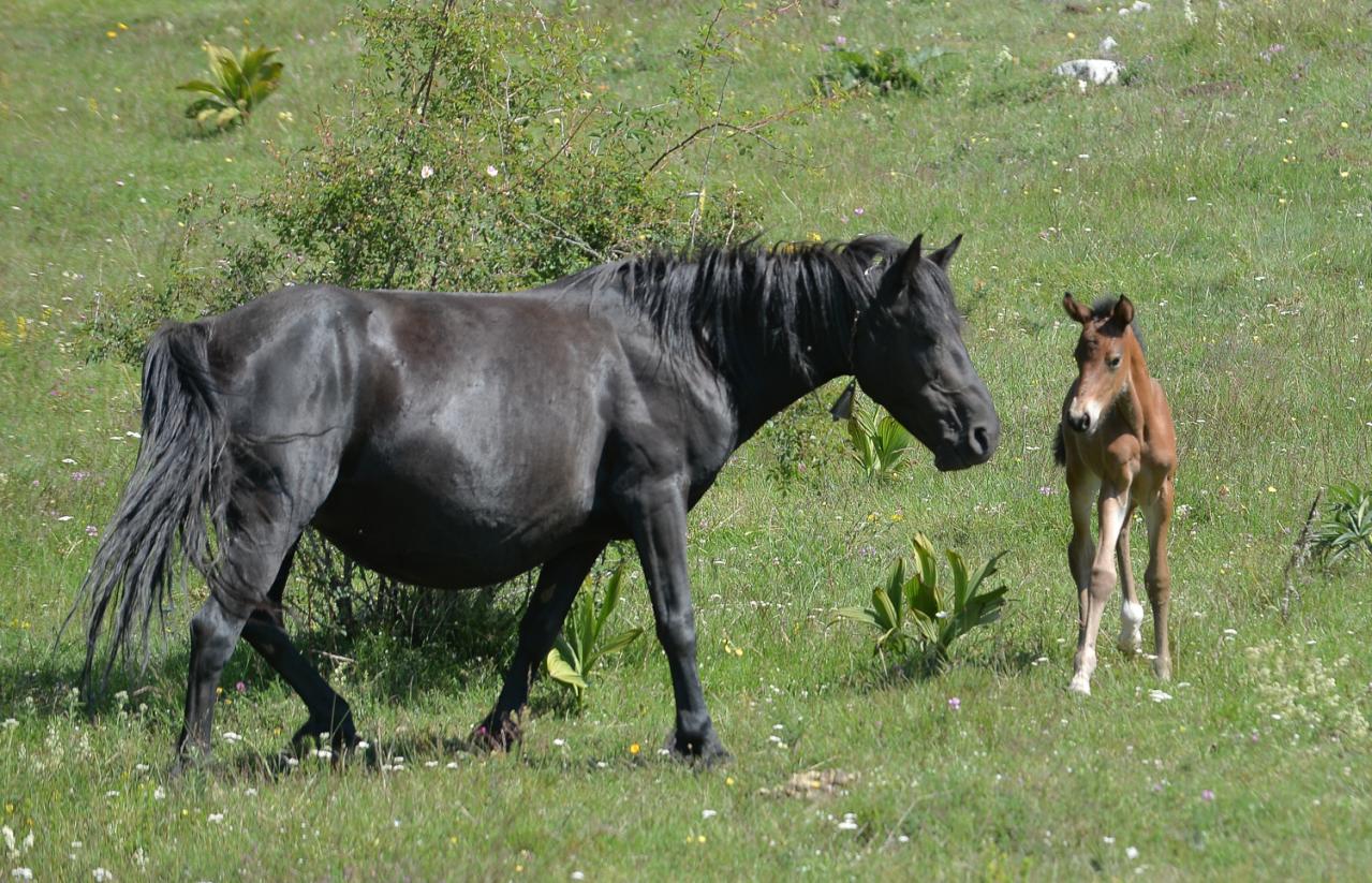 1280x0_Konji-Suva-Planina-V-K