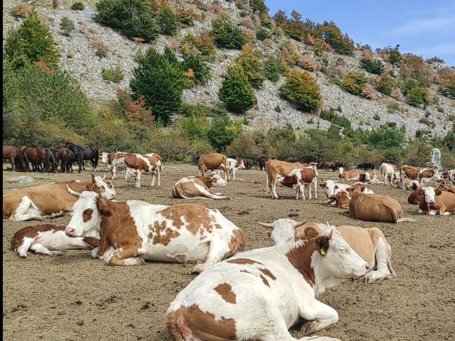 Hiljadu krava i konja na Suvoj planini dva dana bez vode 16 1631810445240