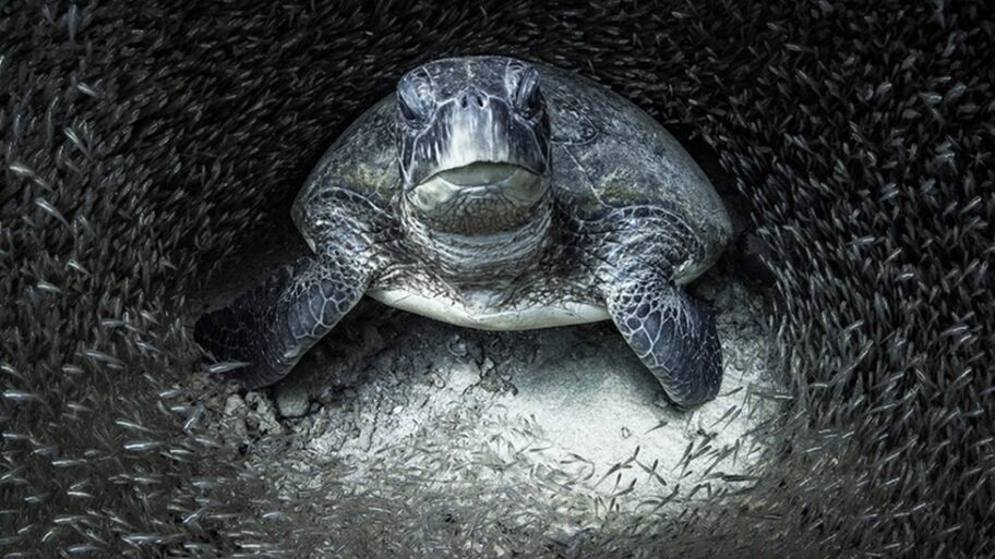 120589077 winner aimee jan