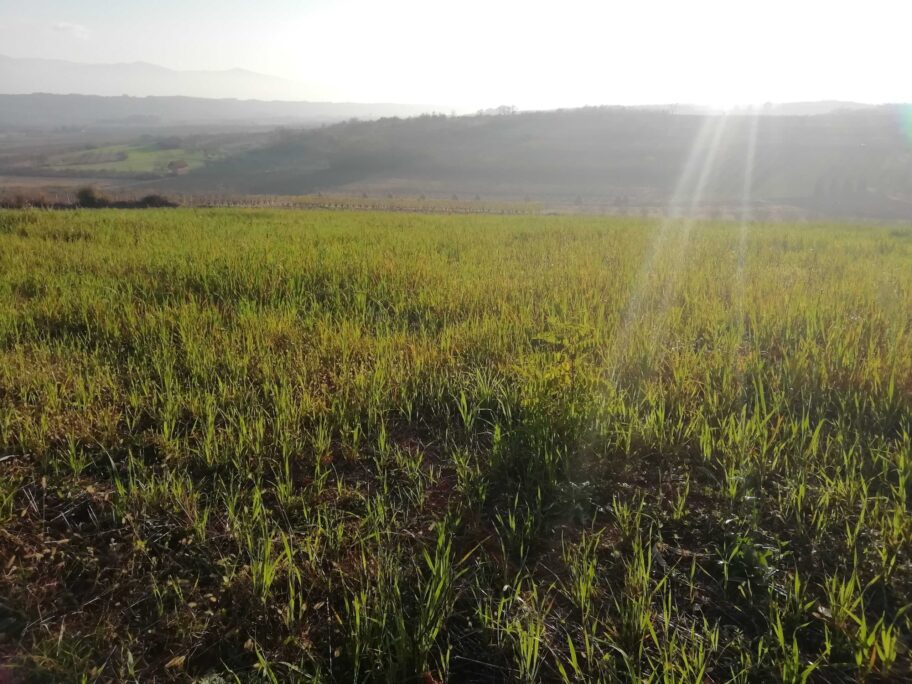 IMG 20201119 145335 scaled