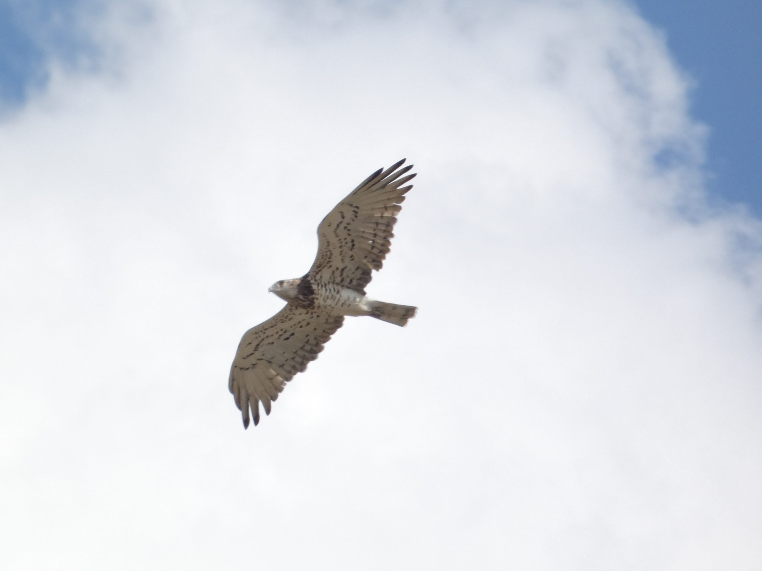 Za vikend posmatranje seobe ptica kod niškog sela Lalinac 1 Orao zmijar scaled