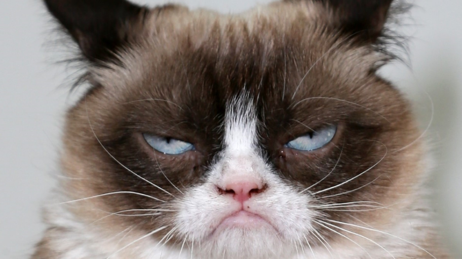 120728953 grumpycat getty