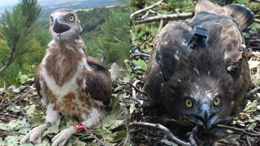 121049339 kolazorlovi