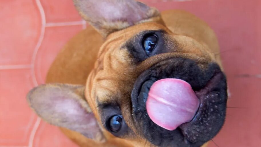 121080179 zivotinje1