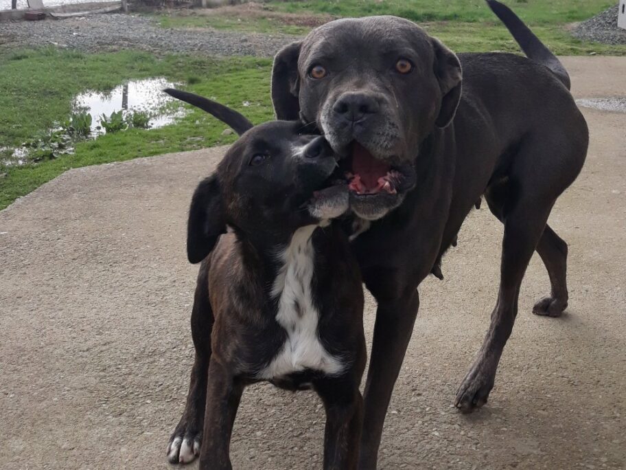 Protest udruženja za zaštitu životinja u nedelju u Nišu, traže da se postojeći zakon primenjuje 14 1635857692116