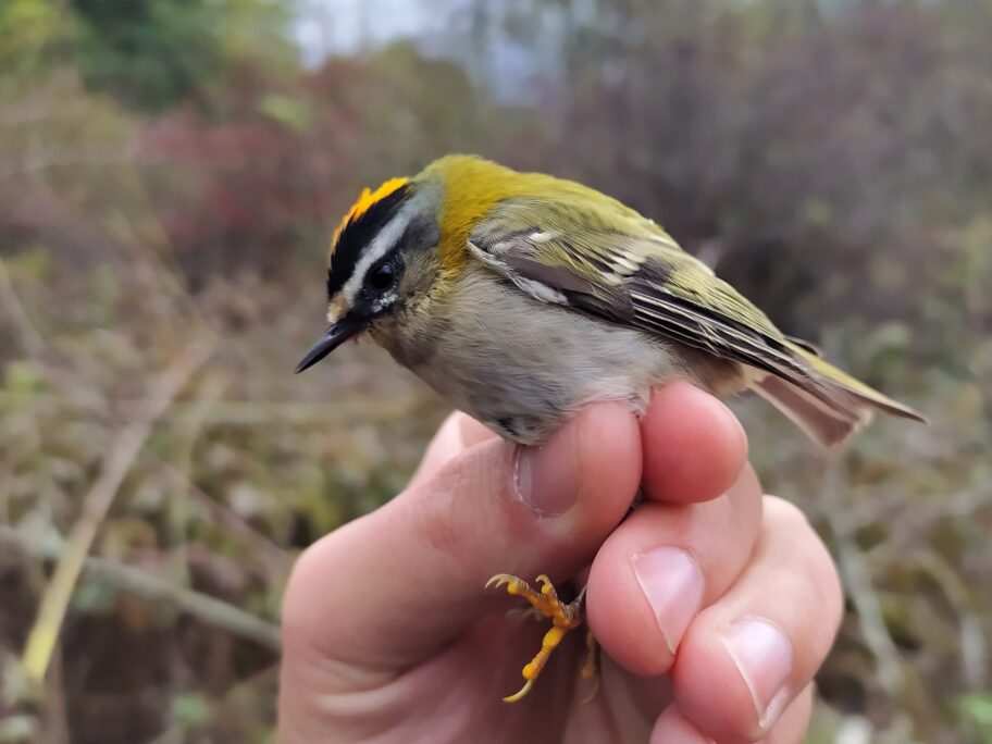 Vatroglavi kraljic scaled