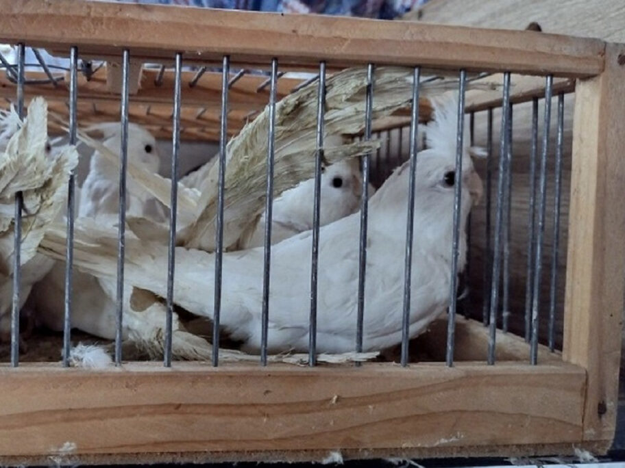 4 ptice Gradina 28 11 2021