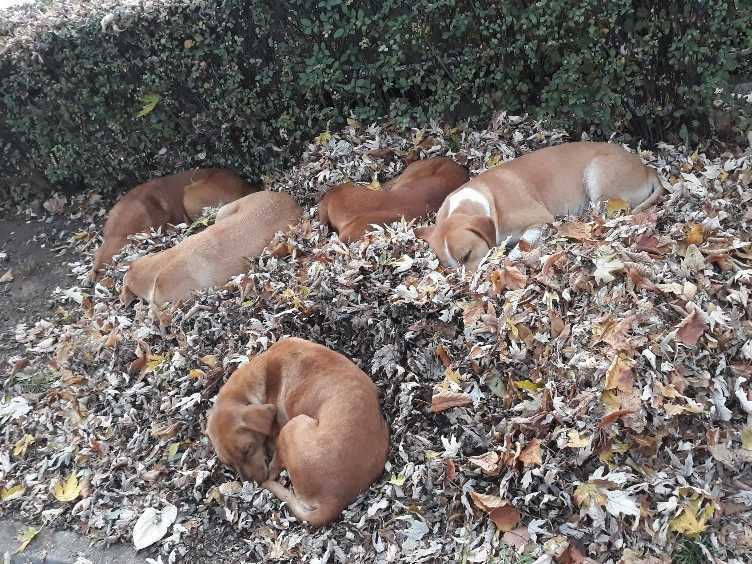 Upozorenje da se u centru Niša baca otrov za životinje širi se mrežama, iz policije kažu prijavite slučaj trovanja 10 1638268403068