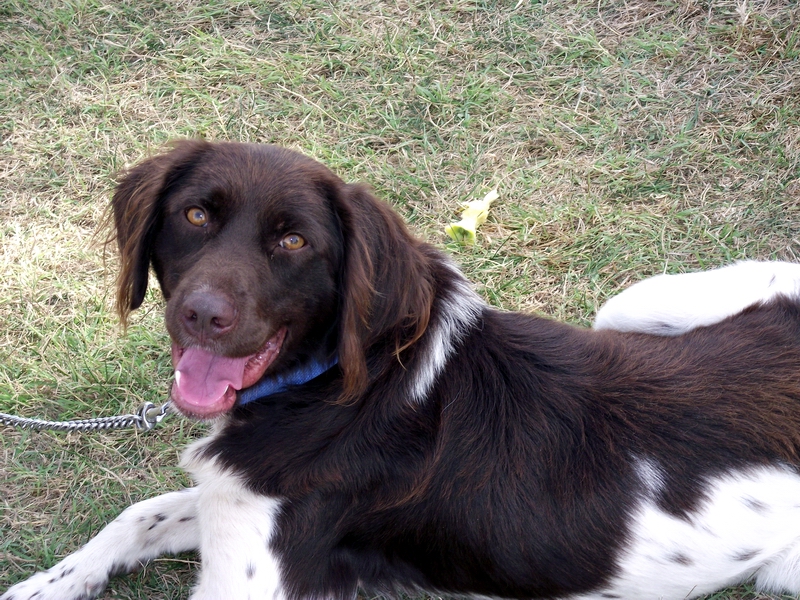 U dva dana policiji prijavljeno trovanje dva vlasnička psa u niškoj Tvrđavi 9 DSCF6821