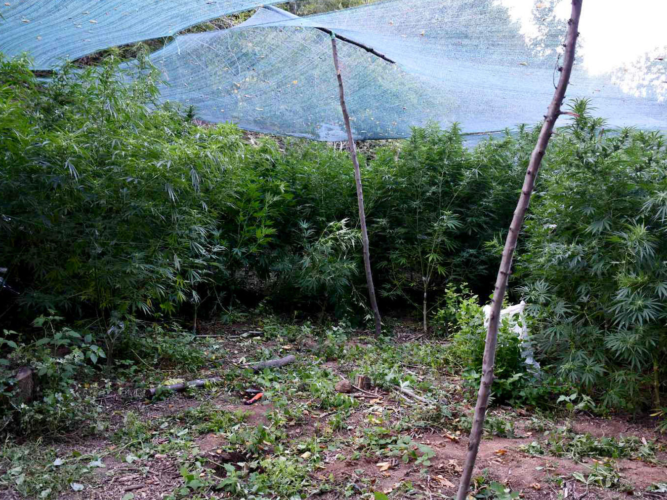 marhuhuna doljevac foto mup