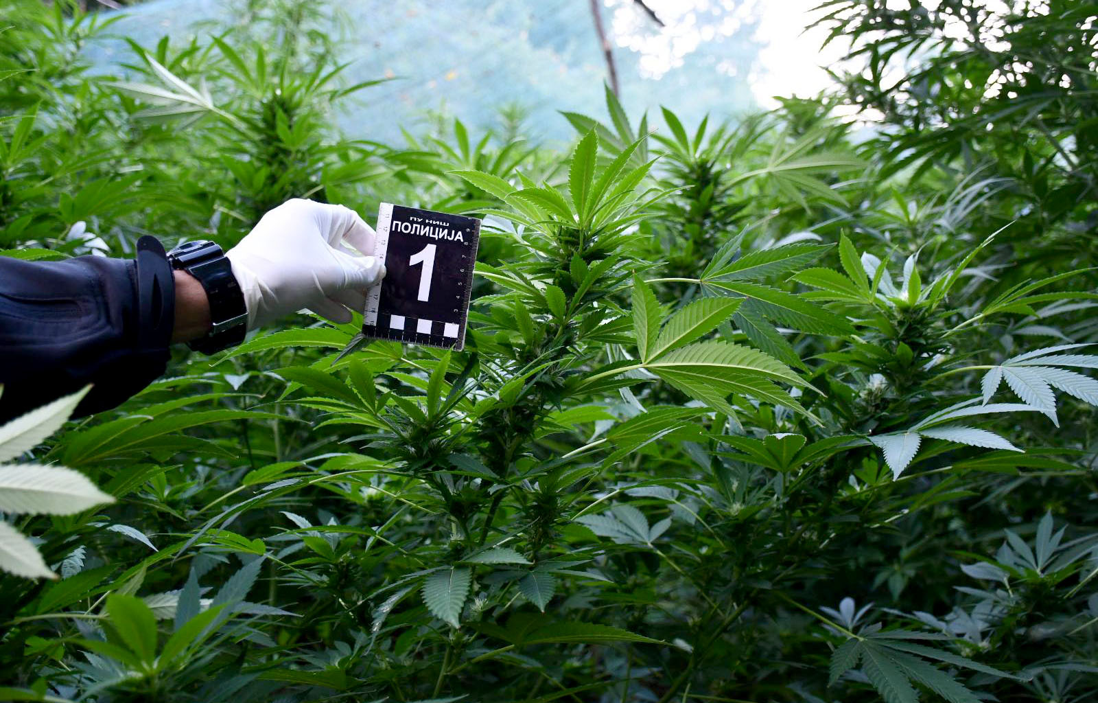 marhuhuna-doljevac2-foto-mup