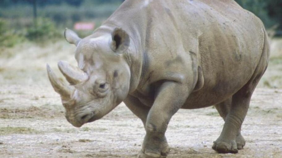 Afrika i životinje: Za dve nedelje ubijena 24 nosoroga 14 122239525 tv000127882