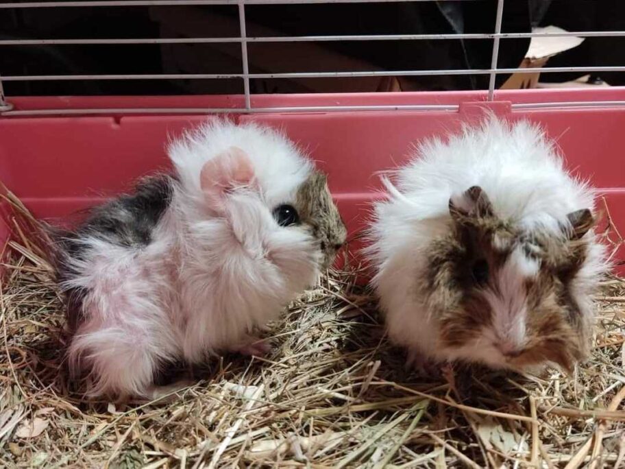 Morski prasići ostavljeni na ulici zbrinuti u niškom Zoo kutku i traže udomitelja 6 1640163829097