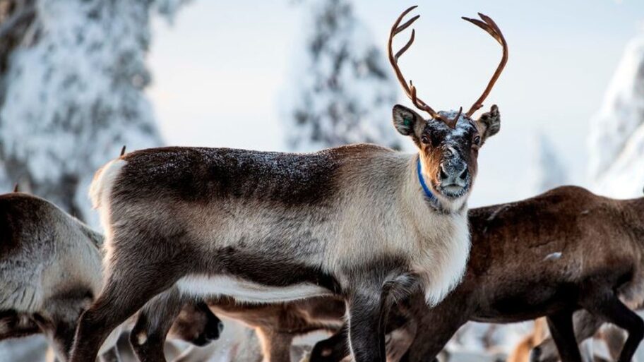 122327039 reindeer swedengetty