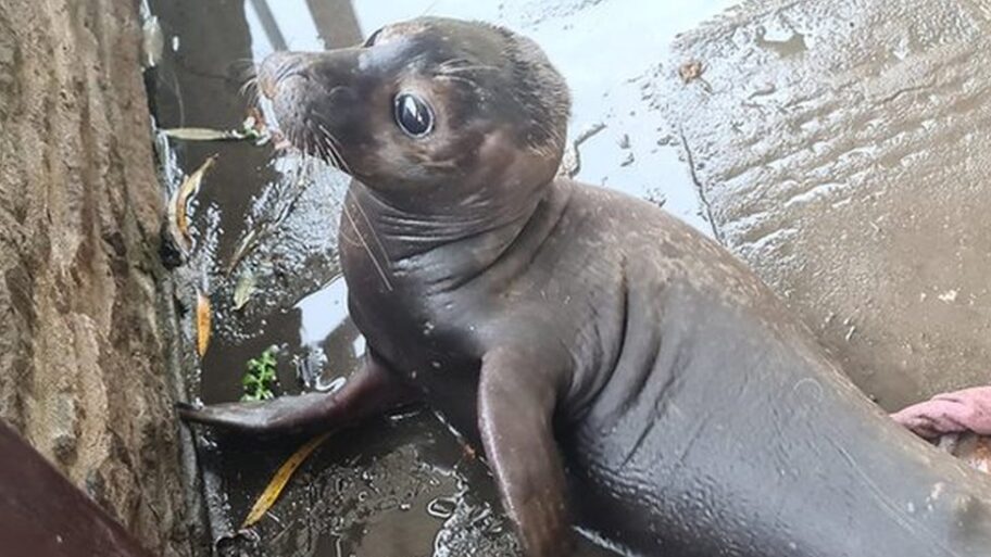 Životinje i Velika Britanija: Beba foke plivala od Škotske do Bristola i došla na prag lokalnog paba 6 122591871 seal