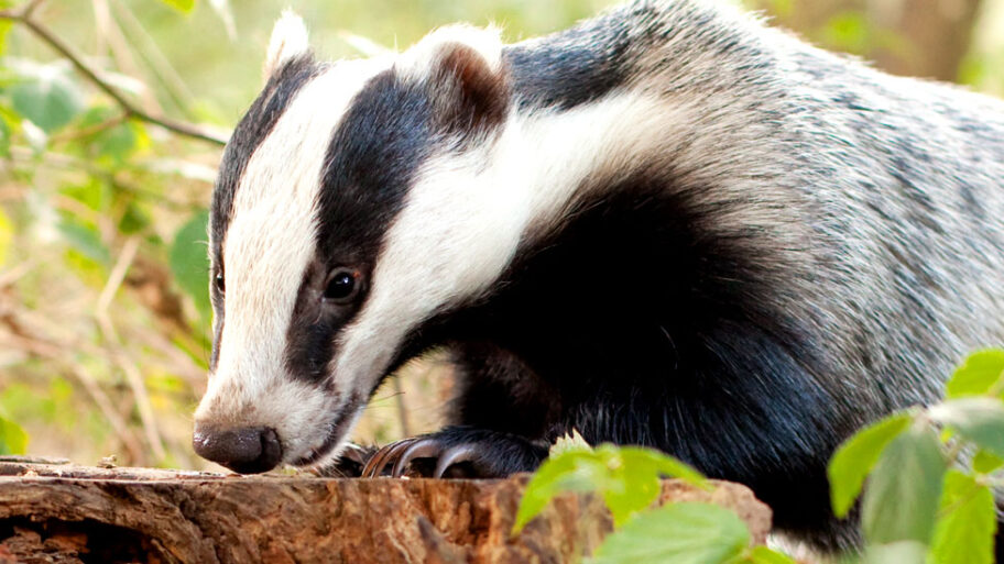 122646907 badger 2 getty
