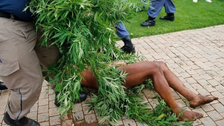 Južna Afrika: Hapšenja zbog uzgoja kanabisa ispred kancelarije predsednika 19 122691664 mediaitem122670790