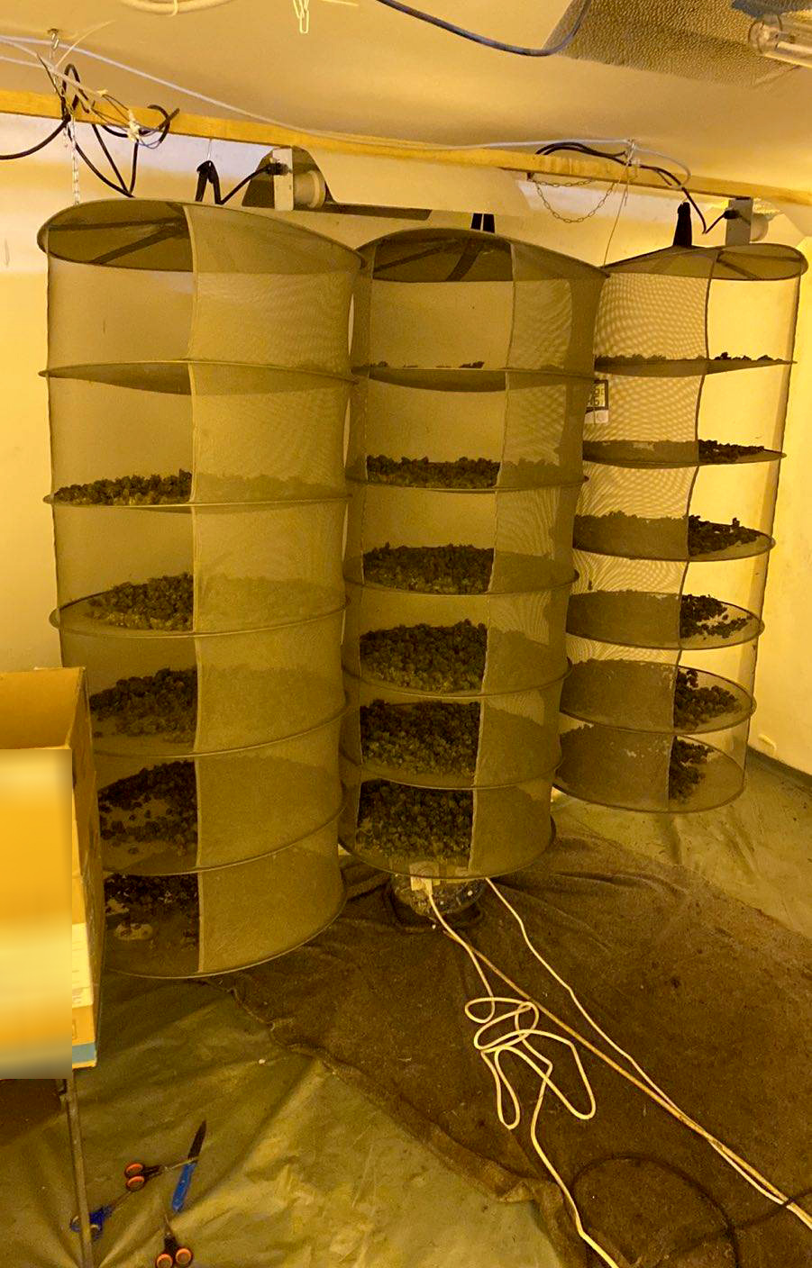 laboratorija marihuane