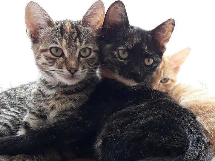 Ponovo slučajevi trovanja životinja u Nišu, stradao vlasnički pas i tri mačke 8 macka tt