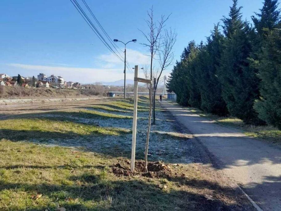 Obnovljen drvored između "Delte" i niške Toplane 15 drvored delta mediana jkp