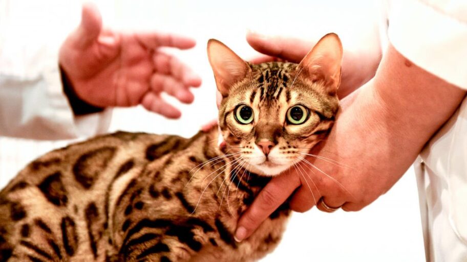 123203096 gettyimages 966452908