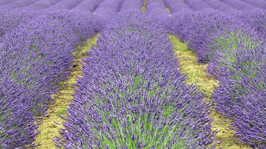 Srbija, požar i lavanda: „To mi je prvenac, sve je mojih ruku delo, ovaj posed imao je dušu" 8 123952613 lavandabbc