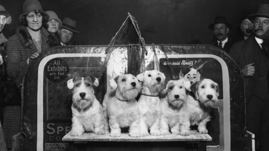 Životinje: Ekscentrične rase pasa koje su nestale 5 122697026 pas4