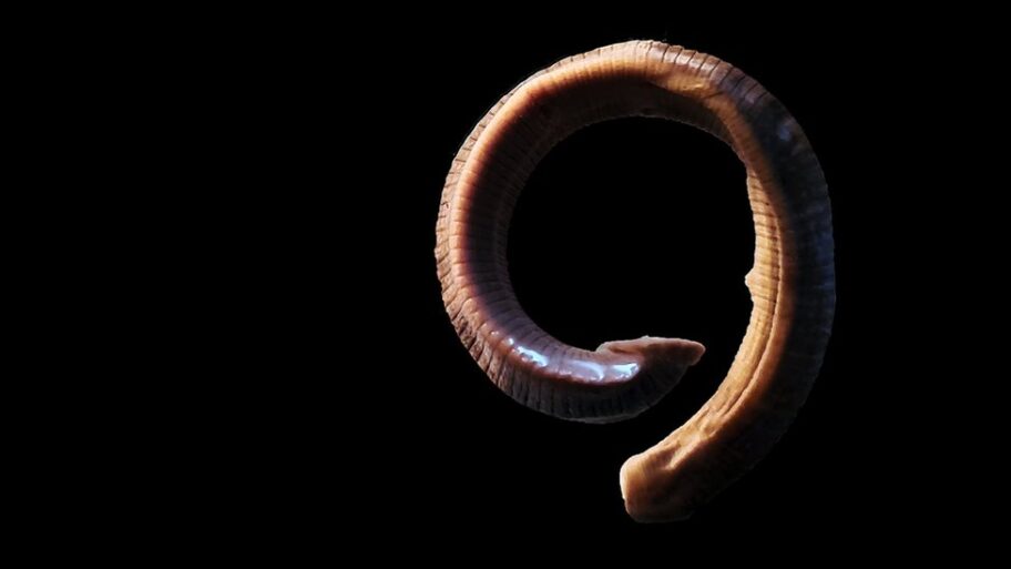 123335772 e879f8a0 9b15 498e 809d 544784ee9a80