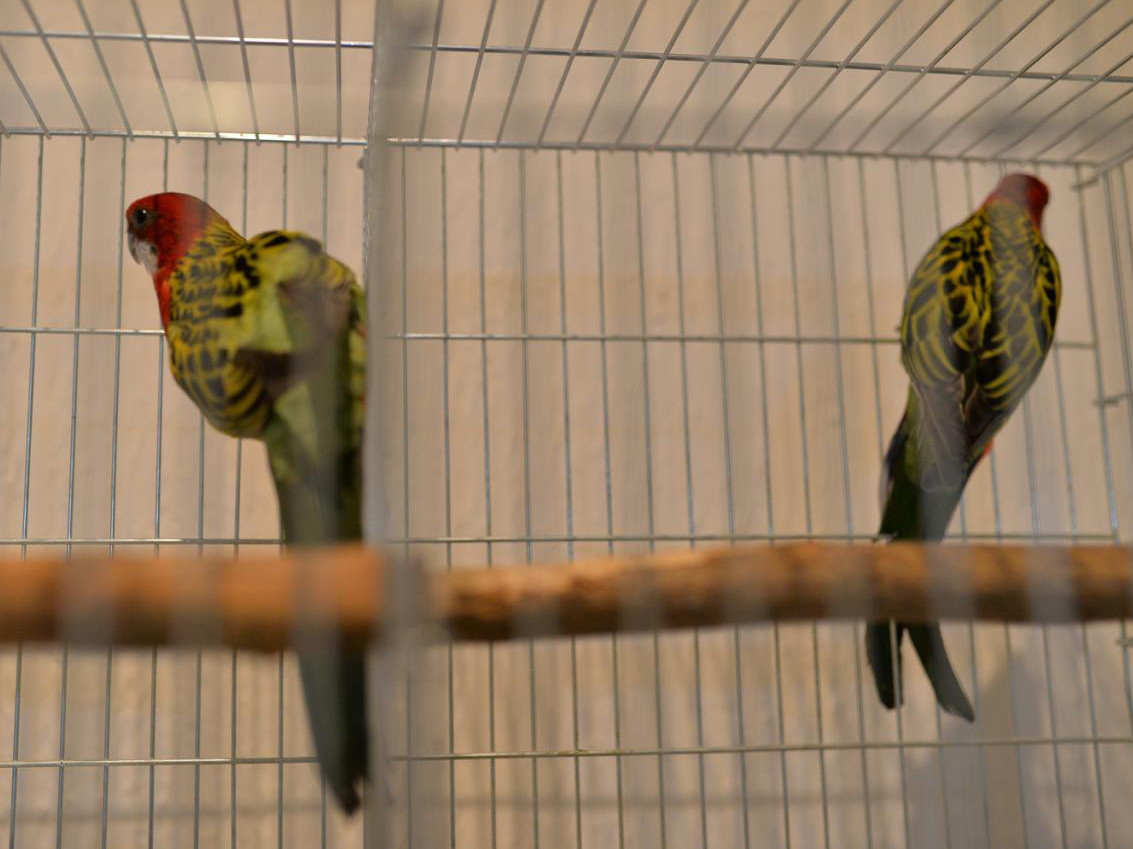 ptice 2 foto vanja keser