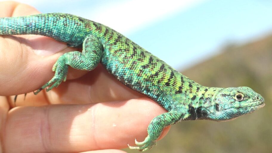 124305660 liolaemus melanops lj avila